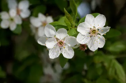 When Do Prunus Trees Flower?