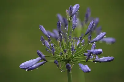 When To Water Agapanthus.