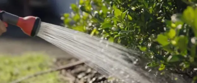 When To Water Finger Limes.