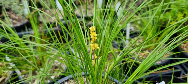 When Should I Water Lomandra?