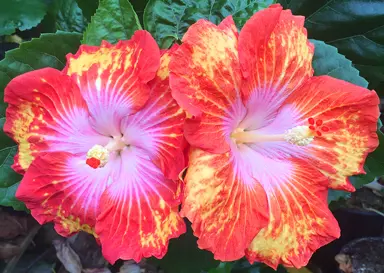 When Should I Plant Hibiscus?