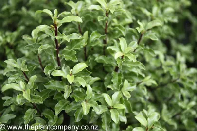 When Should I Prune Pittosporum Tenuifolium?