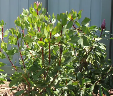 When Is The Best Time To Prune Proteas?