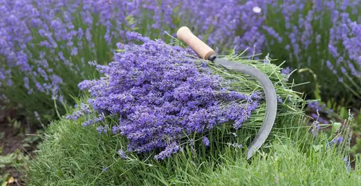 When To Prune Lavender.