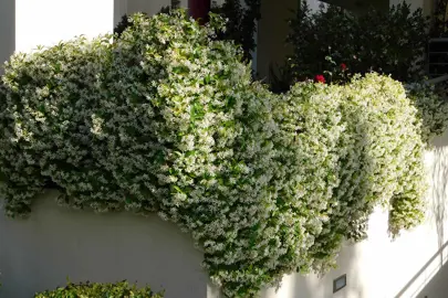 When Is The Best Time To Trim Star Jasmine?
