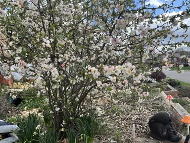 When Do Quince Trees Flower?