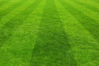When To Roll A New Lawn.
