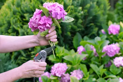 When To Prune Hydrangeas.