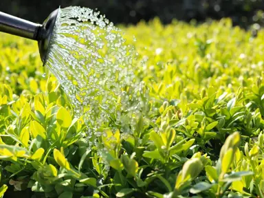 When To Water Buxus.