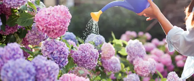 When Should I Water My Hydrangea Plant?