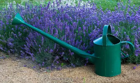 When To Water Lavender.