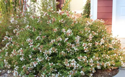 When Is The Best Time To Trim An Abelia Hedge?