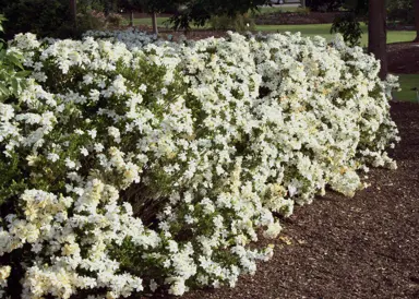 When To Trim Gardenias.