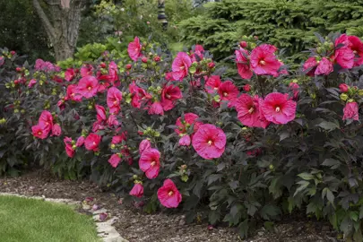 What Is The Best Time To Trim Hibiscus?