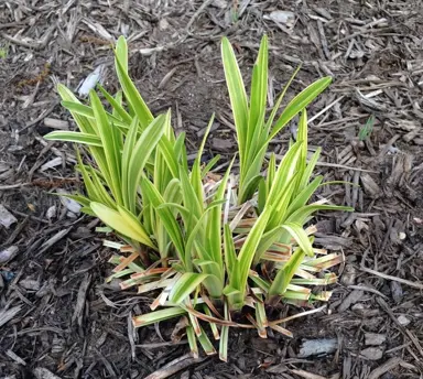 When to Trim Liriope.