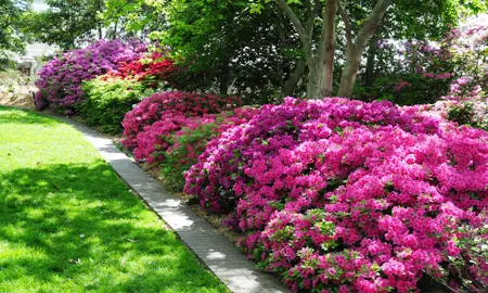 Where Do Azaleas Grow Best?