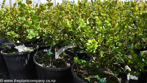 Where Do Buxus Grow Best?