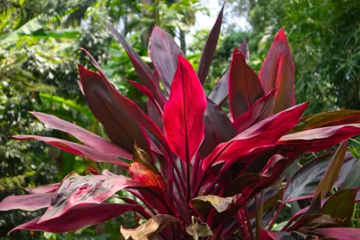 Where Are Cordylines Native To?