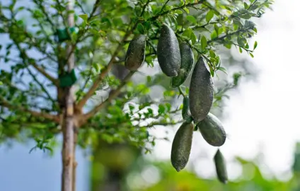 Where Do Finger Limes Grow Best?