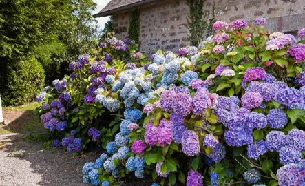 Where Do Hydrangeas Grow Best?