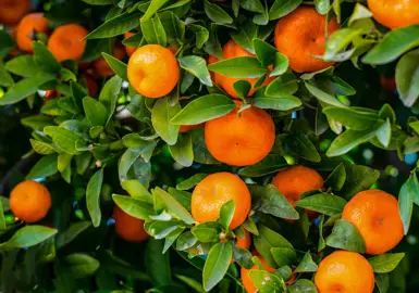 Where Do Mandarins Grow Best? .