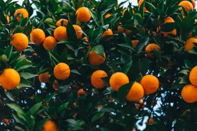 Where Do Oranges Grow Best?