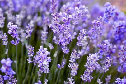 Where Does Lavender Grow Best?