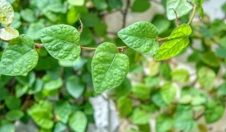 Where Do Ficus Pumila Grow Best?