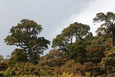 Where Can You Find Rimu Trees?