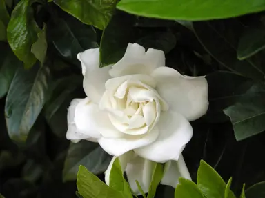 Where Are Gardenias Native To?