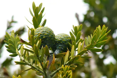 Where Can I Grow A Kauri Tree?