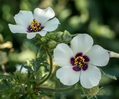 Where Are Hibiscus Native To?