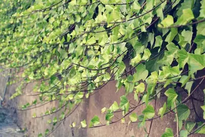 Where Does An Ivy Plant Grow Best?
