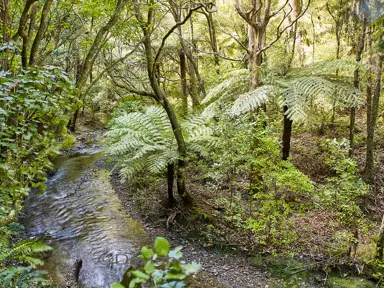 Where Is Kawakawa Found?