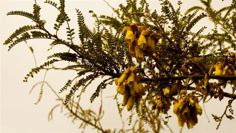 Where Do Kowhai Grow Best?