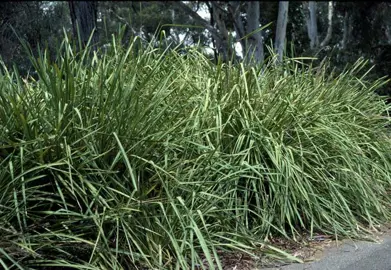 Is Lomandra Native To NZ?