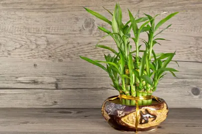 Where Does Lucky Bamboo Grow Best?