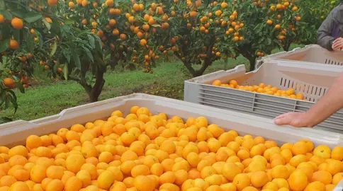 Where Do Mandarin Trees Grow In NZ?