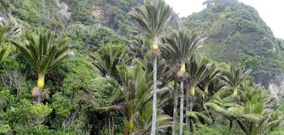 Where Do Nikau Palms Grow Best?