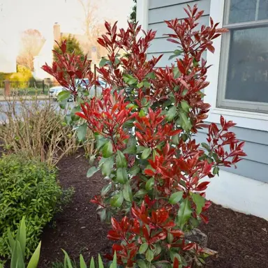 Where Do Photinia Grow Best?