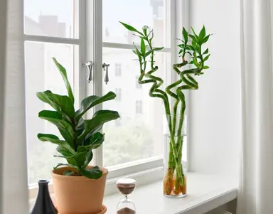 Where Should Lucky Bamboo Be Placed Indoors?