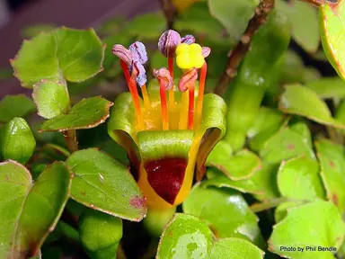 Where Do Fuchsia Procumbens Prefer To Grow?