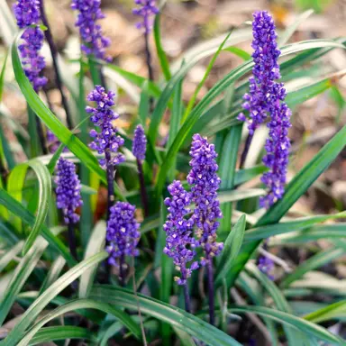 Where Should Liriope Muscari ‘Royal Purple’ Be Planted?