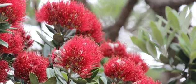 Where Do Pohutukawa Grow Best?