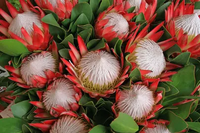 Where Do Proteas Grow Best?