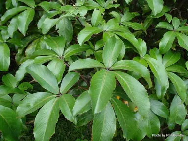 Where Do Pseudopanax Grow Best?