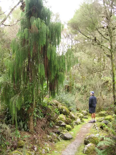 Where Do Rimu Grow Best?