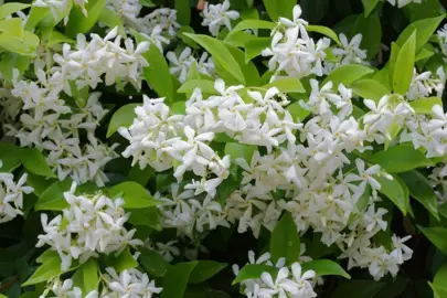 Where Does Star Jasmine Grow Best?