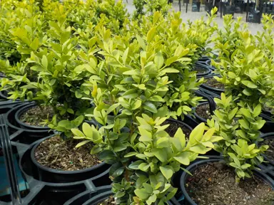 Where To Buy Hedge Plants.