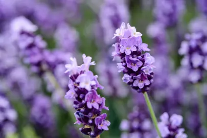 Where To Buy Lavender.